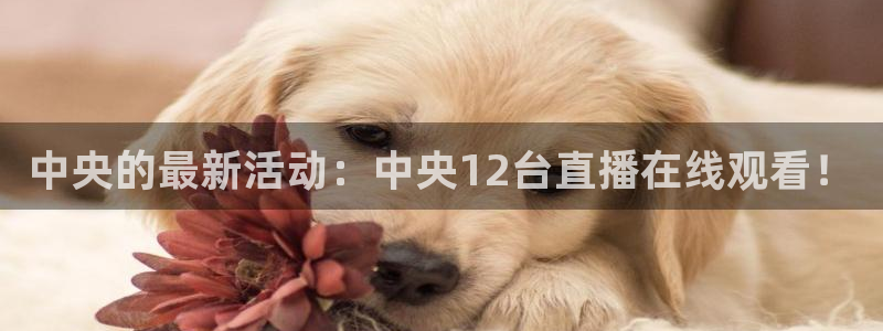 袋鼠nba体育直播：中央的最新活动：中央12台直播在线观看！